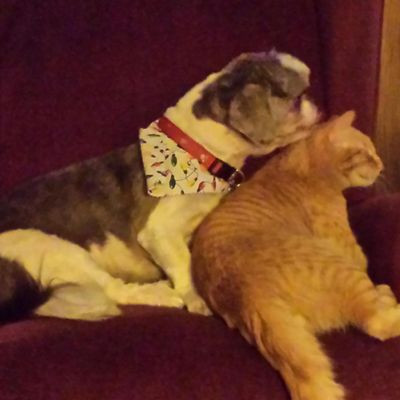 Avatar for Pets Perfect World Pet Sitting