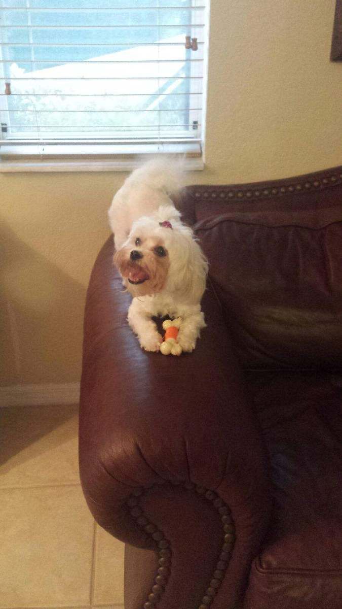 Lola