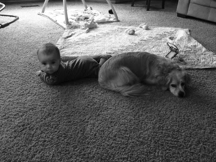 Create a safe environment for your dogs and childr
