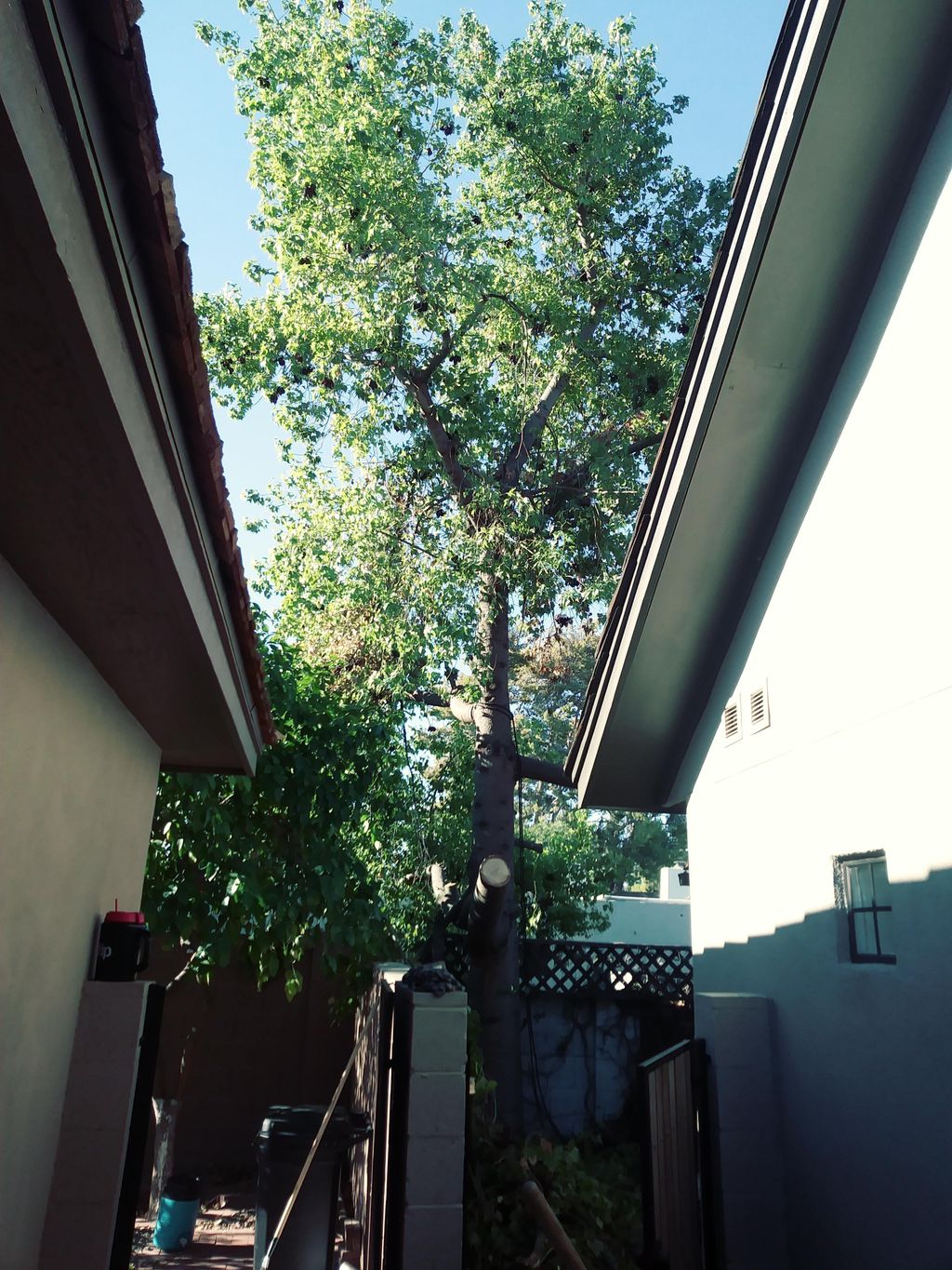 Tree take down from the start. 