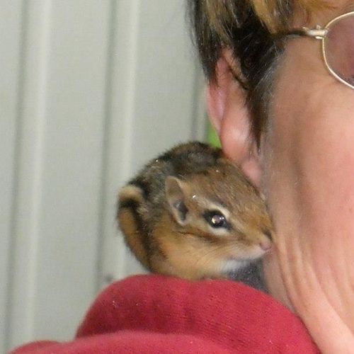 Tammy rescues her first of many chipmunks.