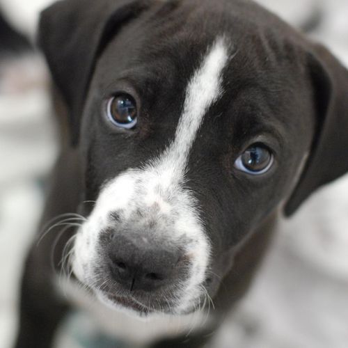 Rescue Puppy Waiting for Adoption