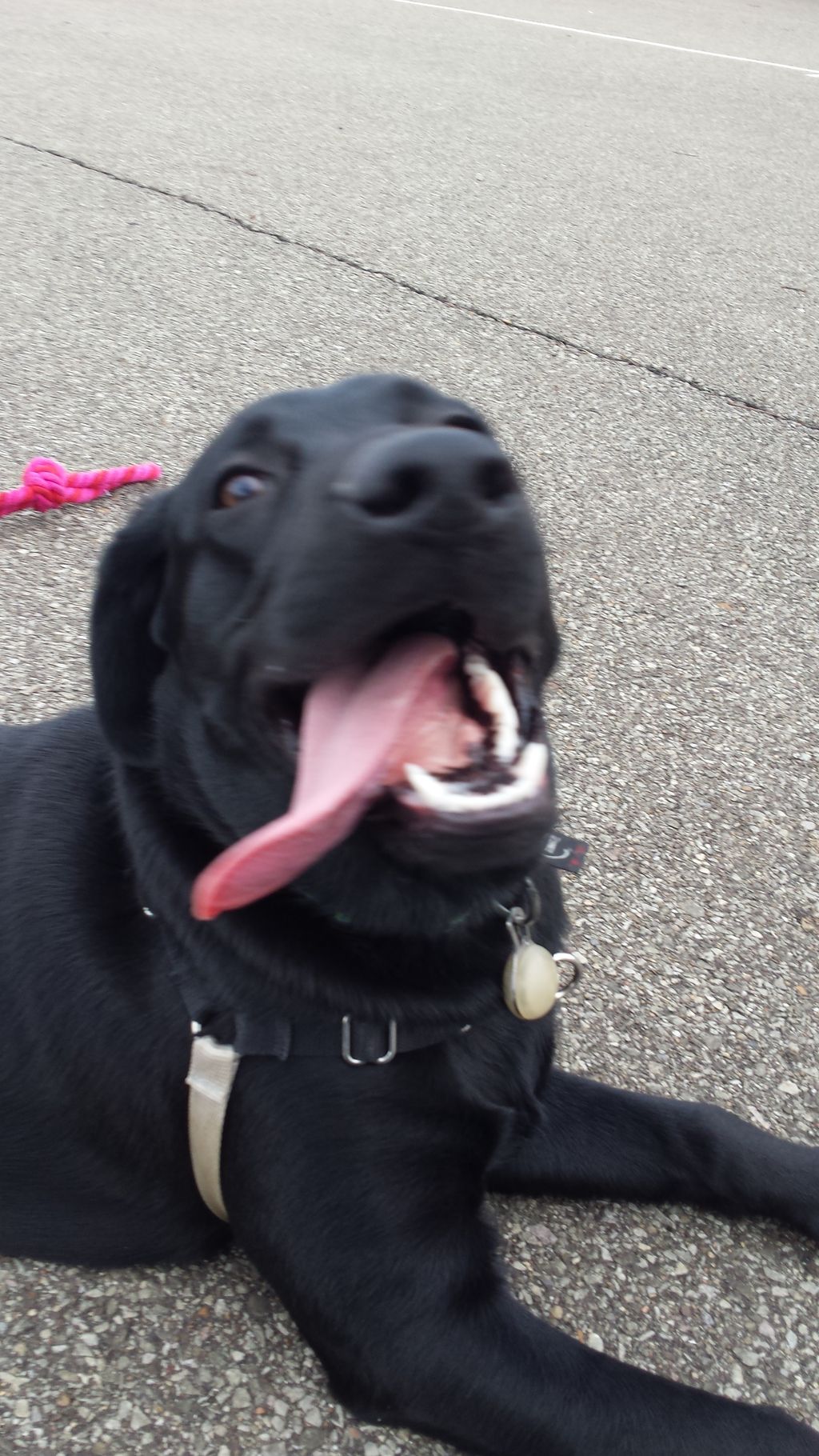 5 1/2 month old Bailee. She had a lot of crazy pup