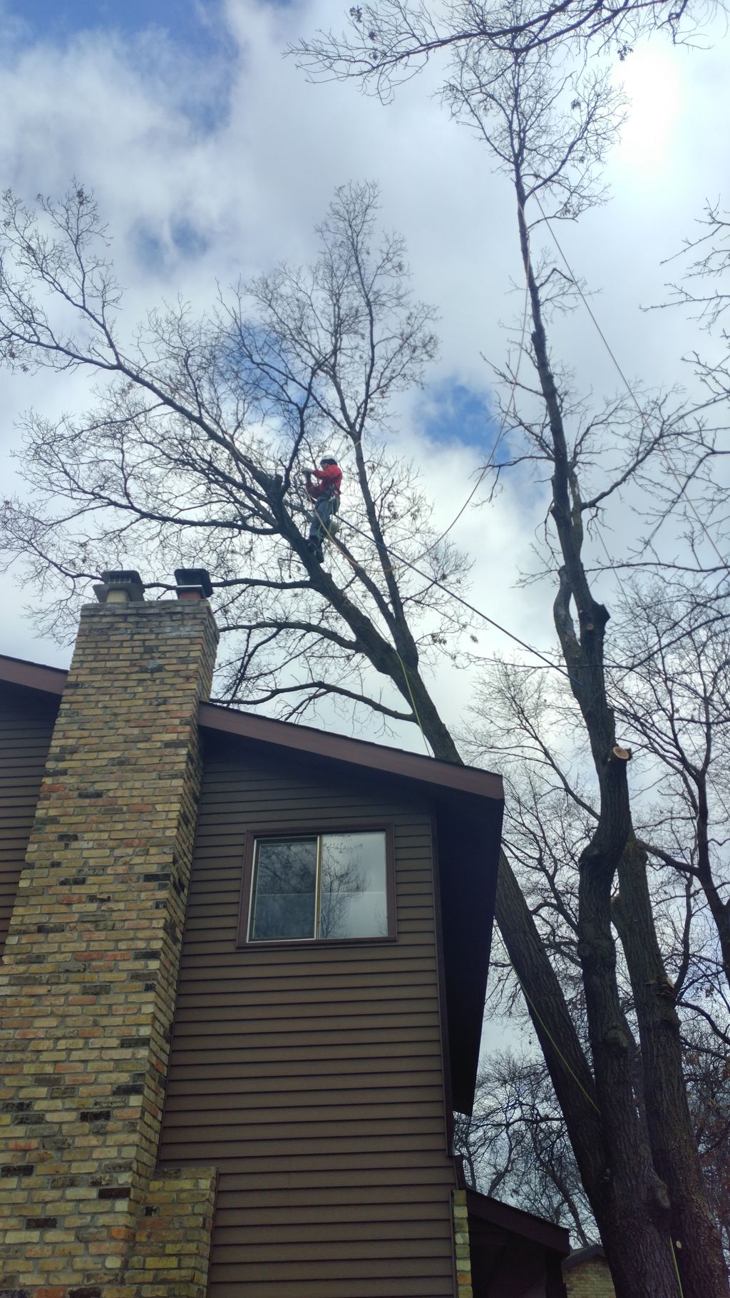 Midwest Tree Professionals