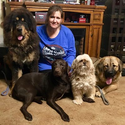 dog training places near me