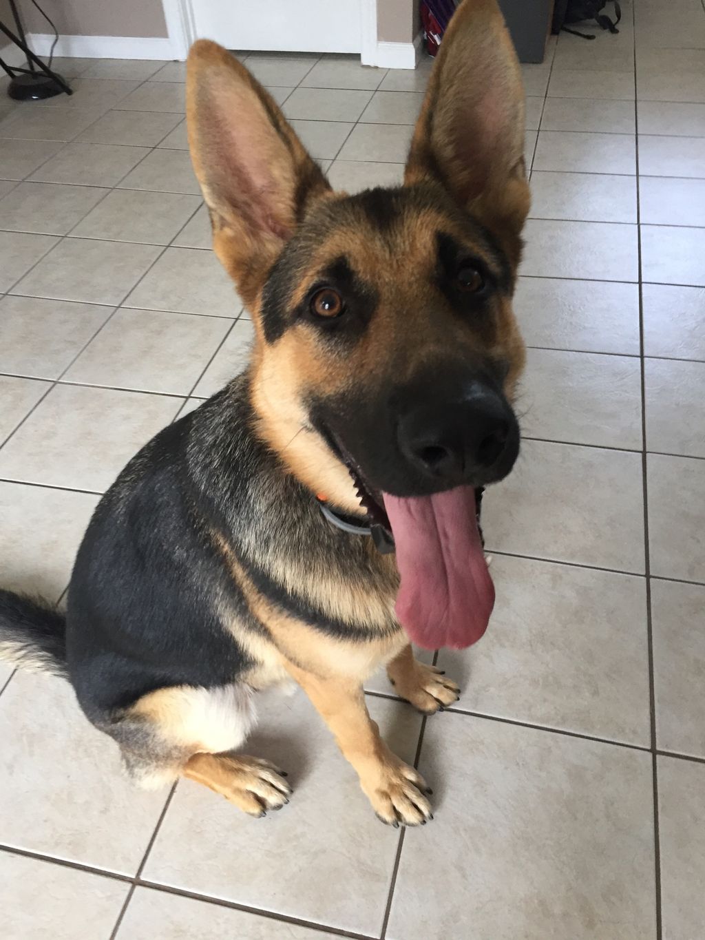 Basic obedience to advanced obedience 