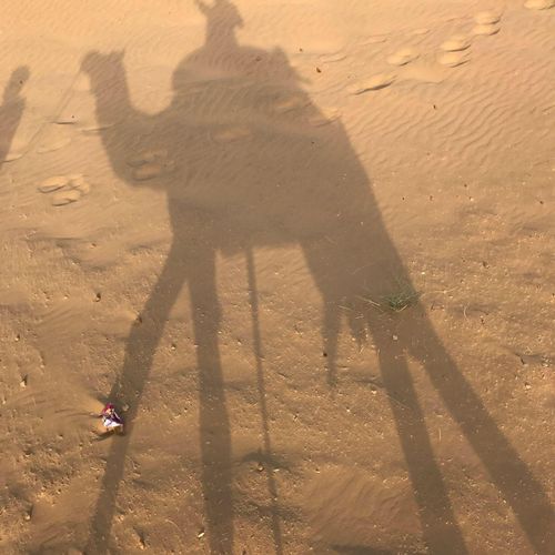 Camel silhouette 