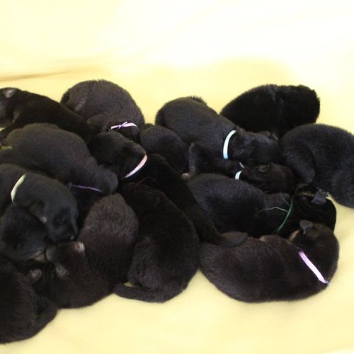 15 puppies! YIKES!