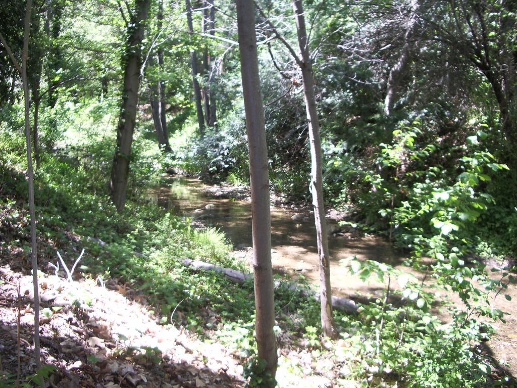 My office is on Saratoga Creek, a relaxing place f