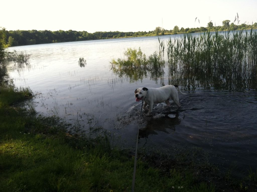 My own dog, Jake.  American Bulldog