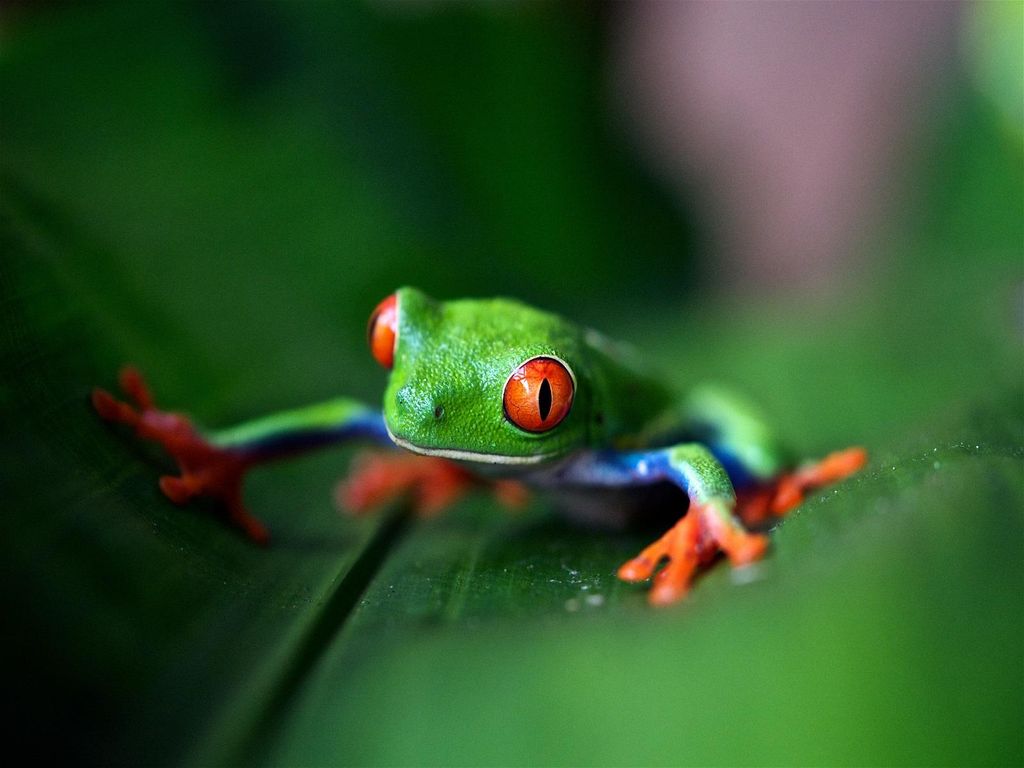 Beautiful fauna & flora