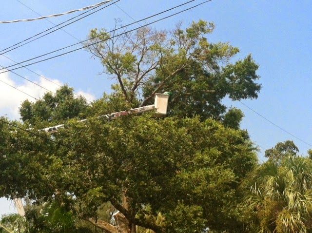 Hazardous power line pruning