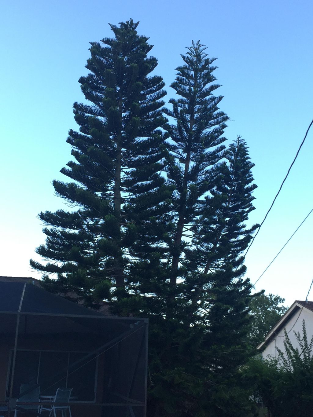 Removal of these three 40+footer wedged between ho