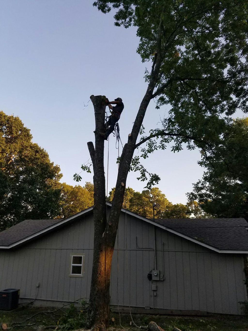 above and beyond tree service