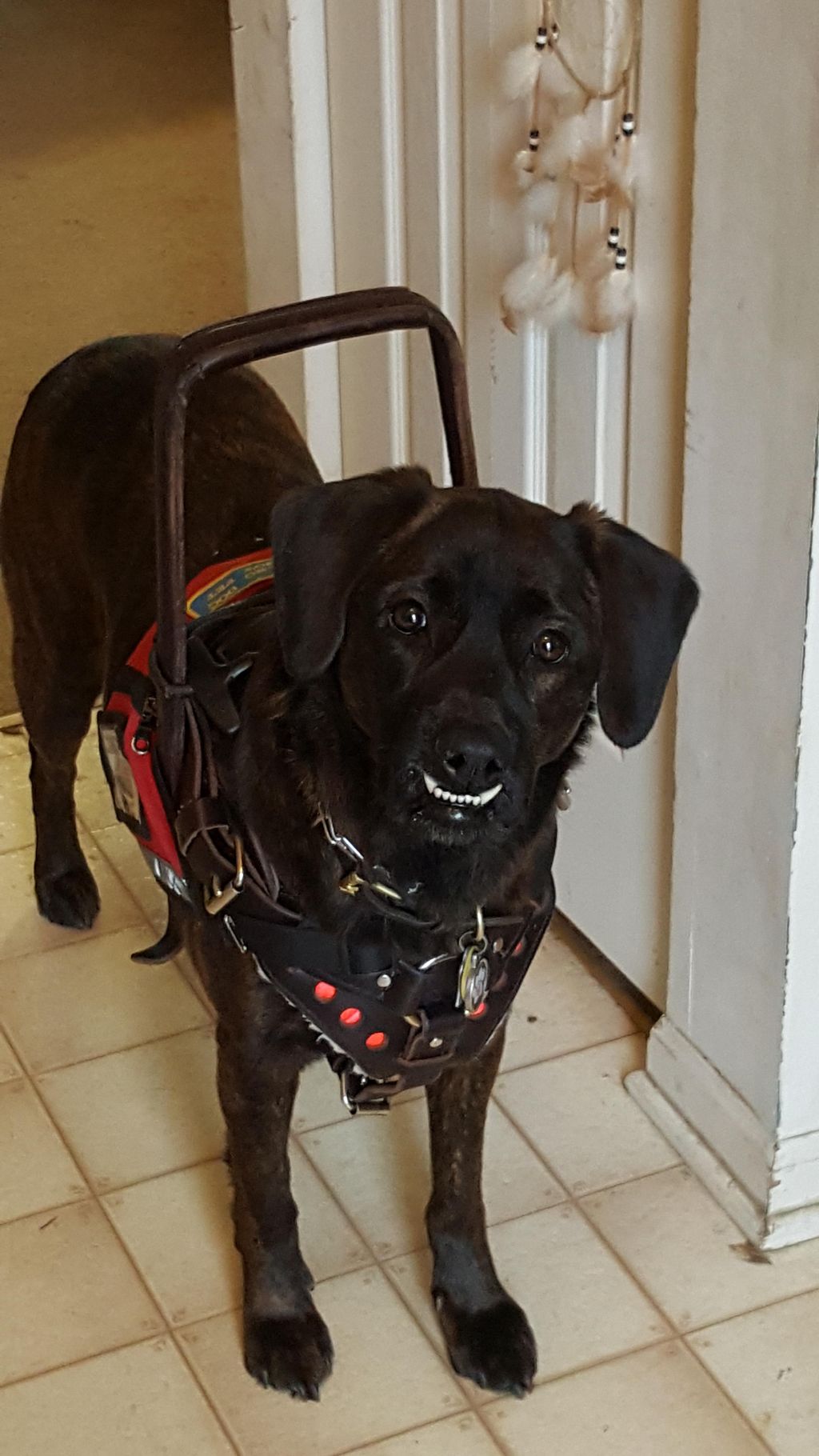 My service dog, Windsong