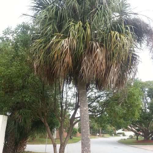 This palm tree I am on the ladder trimming it. It 
