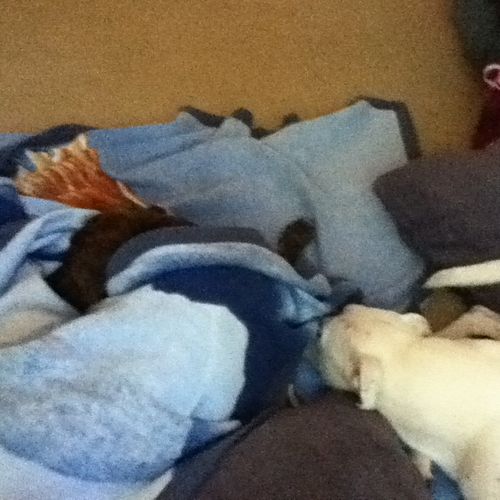 cuddle time. (Marley and Mango)