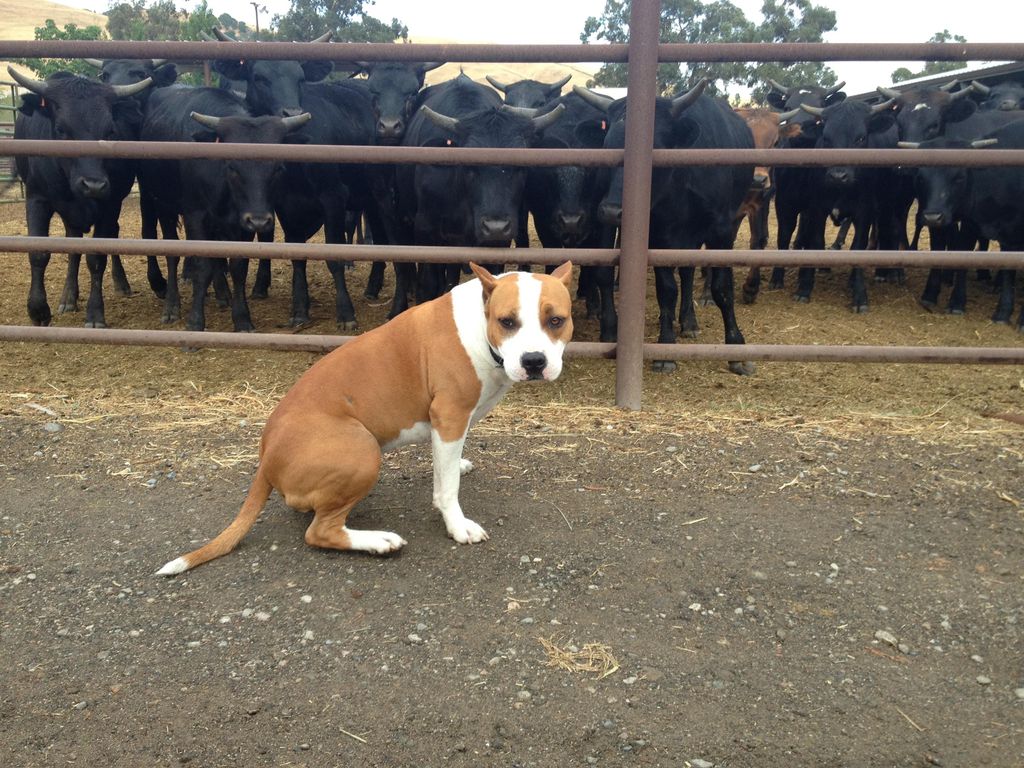 asking your dog to pay attention in all situations