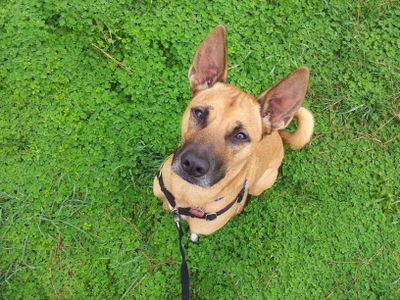 Avatar for Break It Down Dog Training