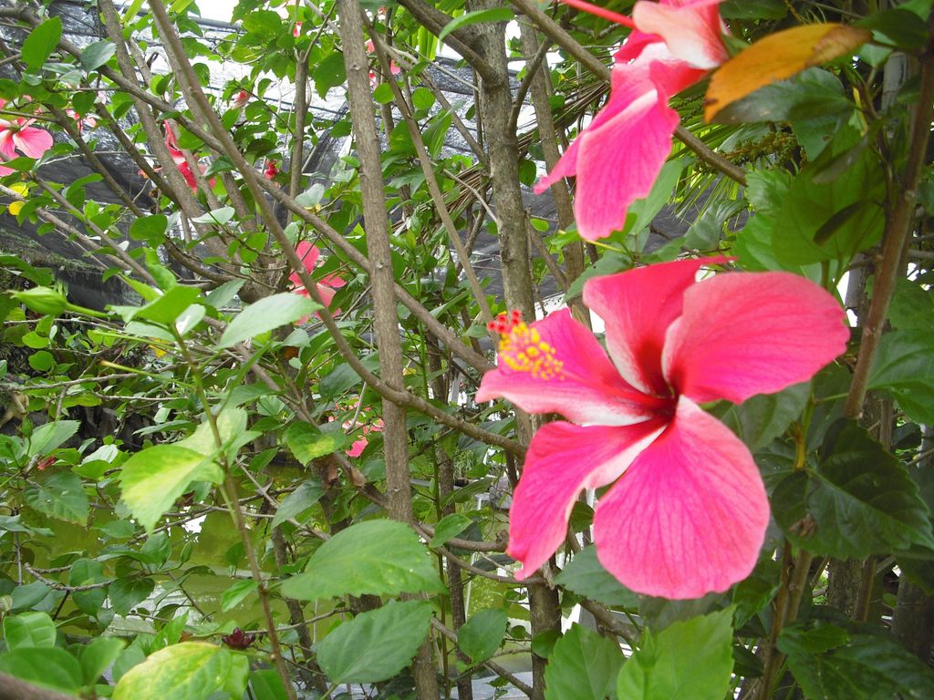 Hibiscus in bloom