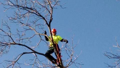 climbing over high voltage line