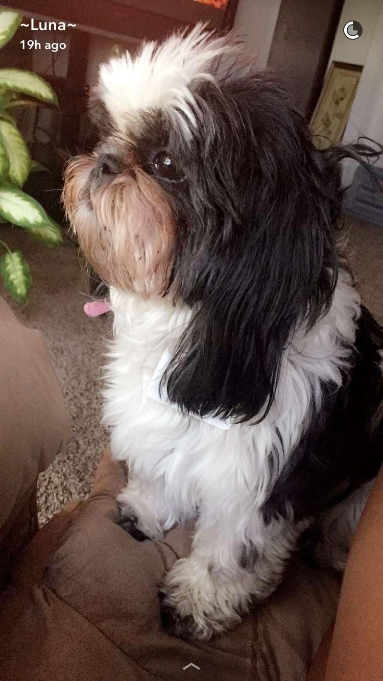 This is Luna a sweet shih tzu. She has the biggest