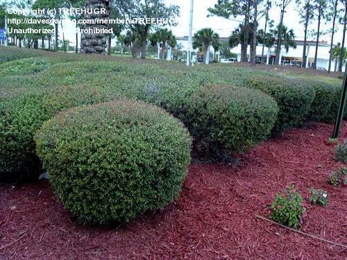 Allow us to shape your hedges and make your garden