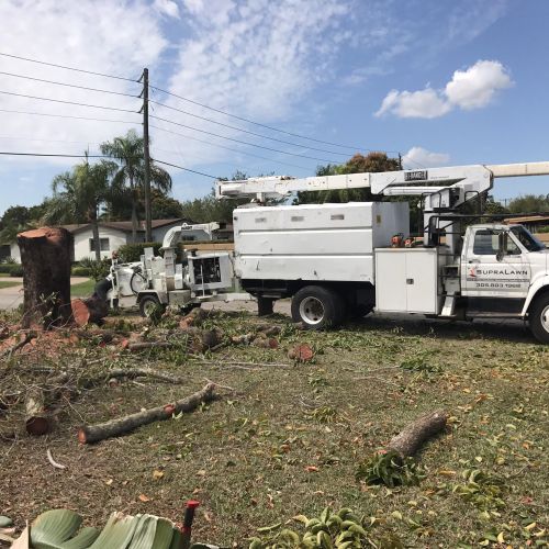 Large. Tree removals 