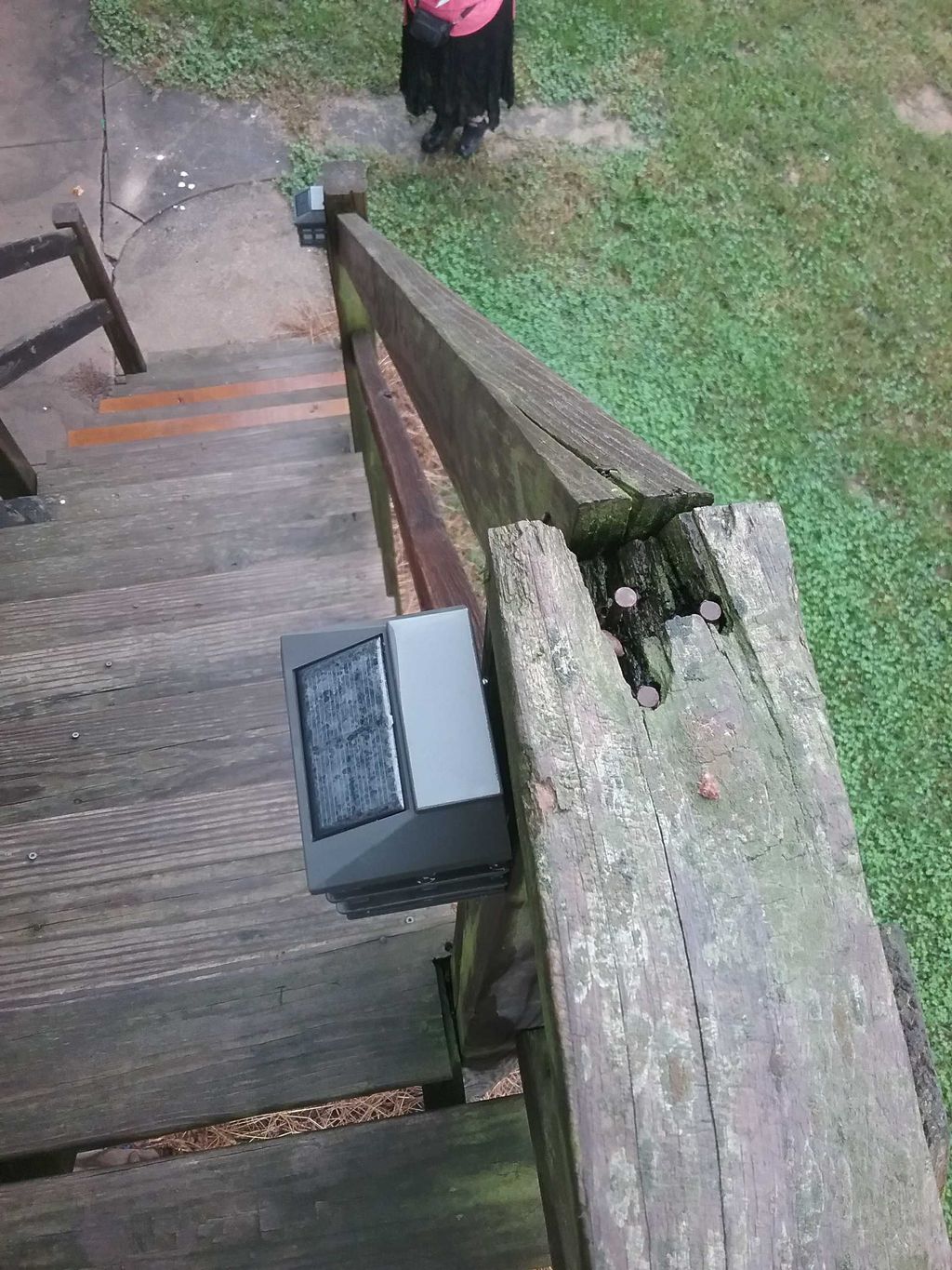 Rotting wood