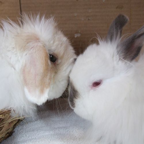 Beloved Andy and Chewy! Two beautiful rescue buns,