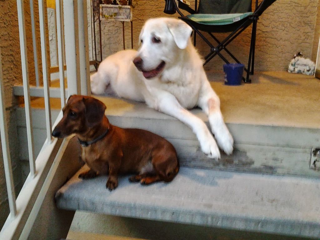 This is my Alli, and his little BFF RJ.