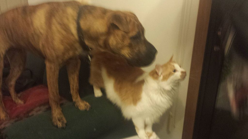 who says cats and dogs can't be bestest friends!? 