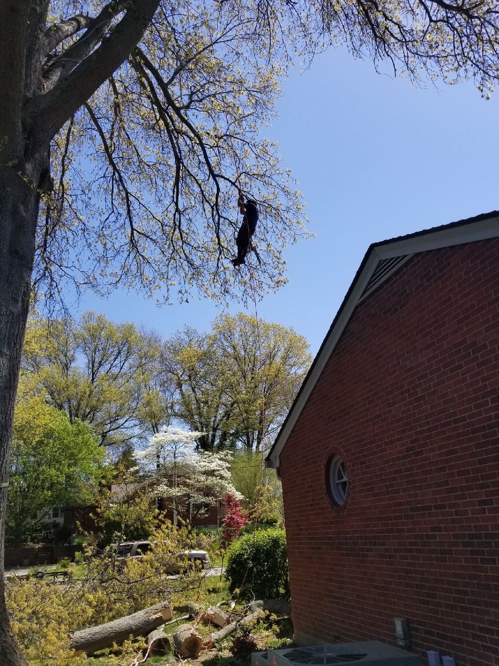 Swinging down from the tree