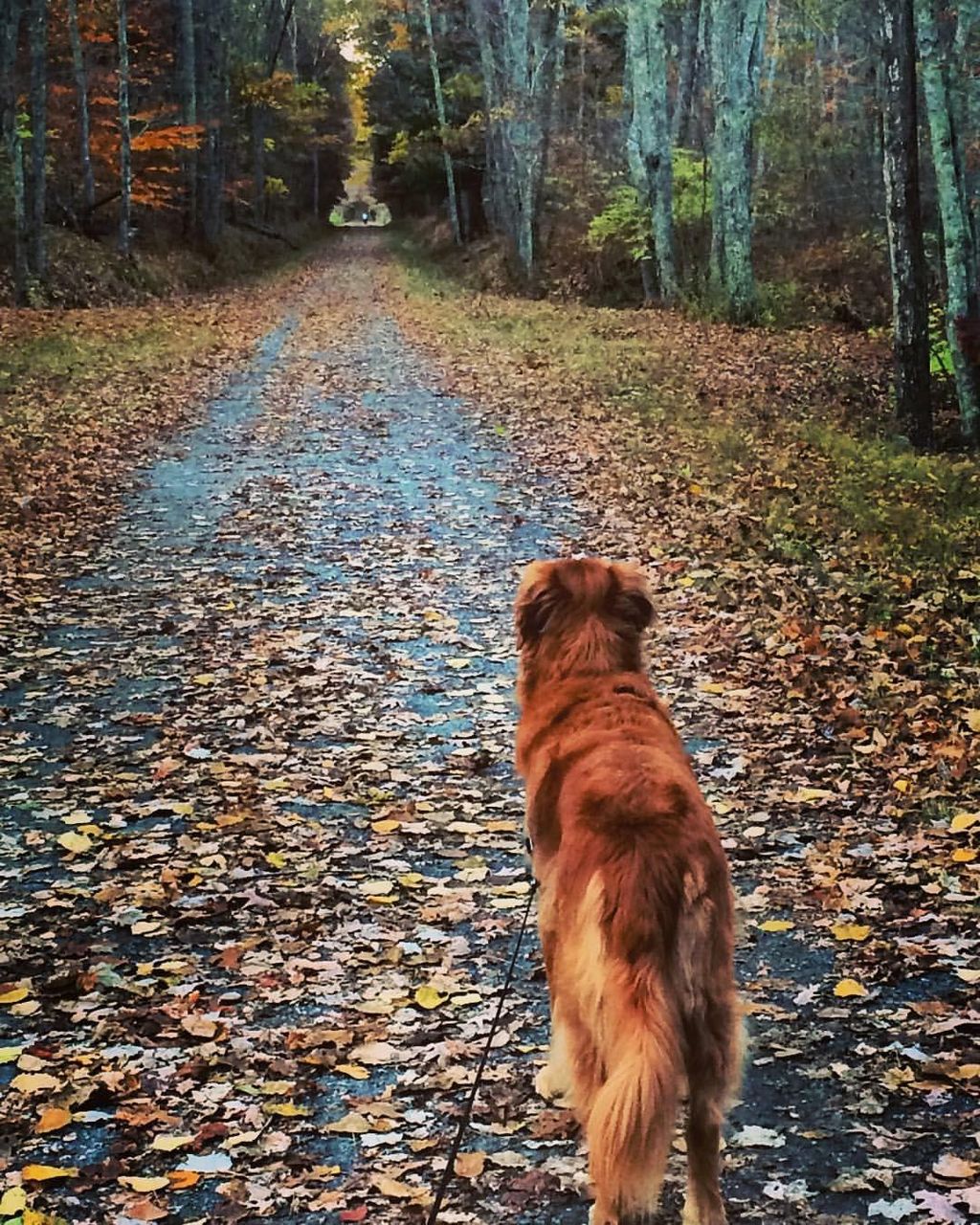 Oliver