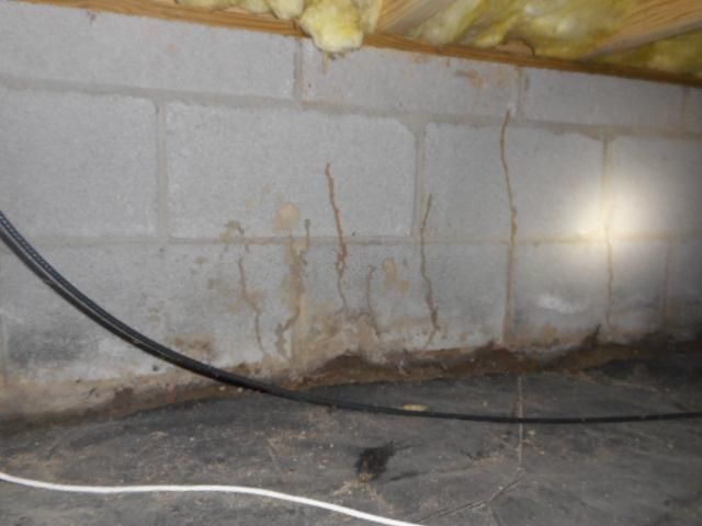 Active termites in mud tubes