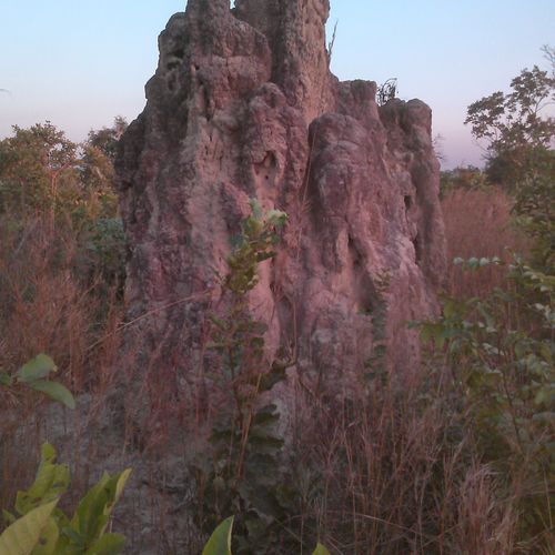 A termite mound (Macrotermis sp.). Senegal, 2014.