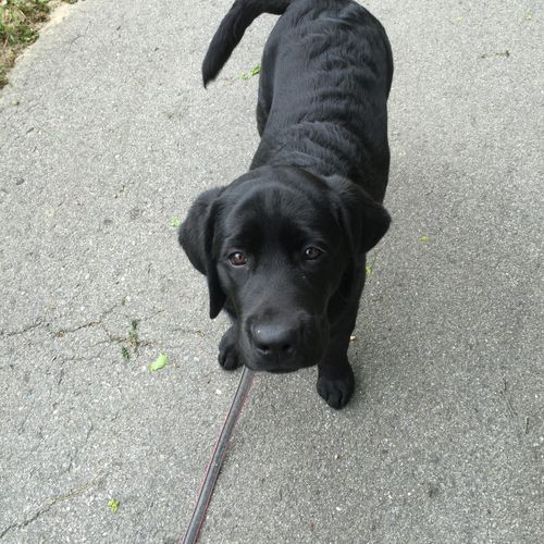 "Remy" is a black lab puppy now in his rookie year