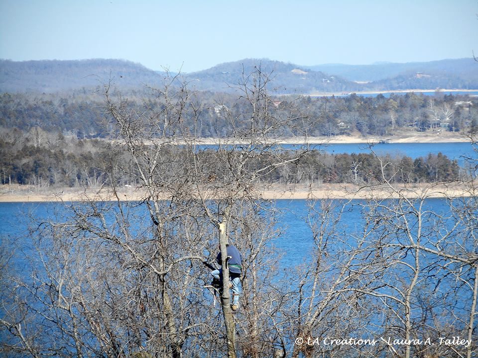 Dropping canopies for a lake view.