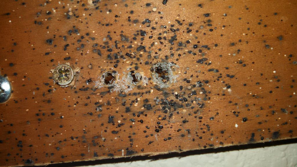 Bad bed bug infestation.
