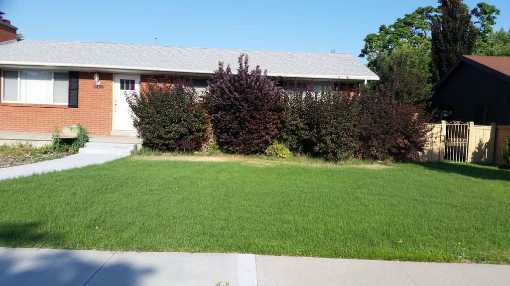 Before cut and trim of yard and bushes...
