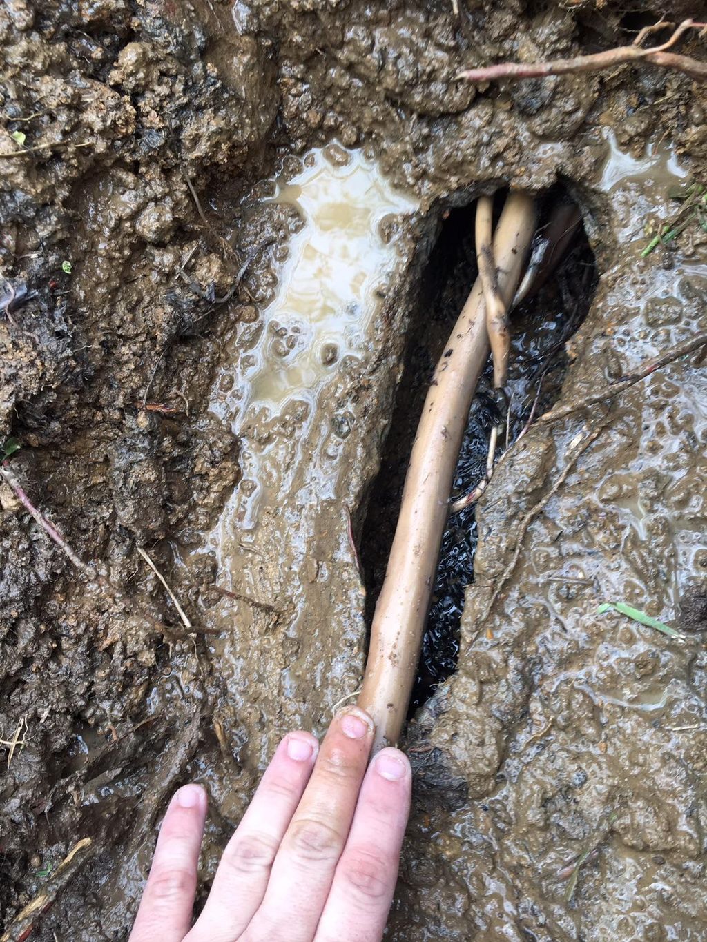 Roots in a customers sewer line 