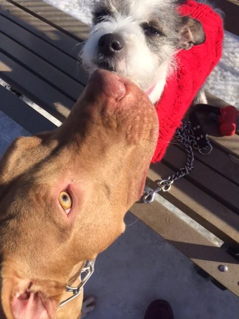 Sadie meets Scotty in the dog park