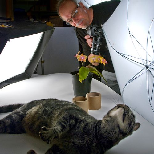 Our photographic studio has felines assistants.