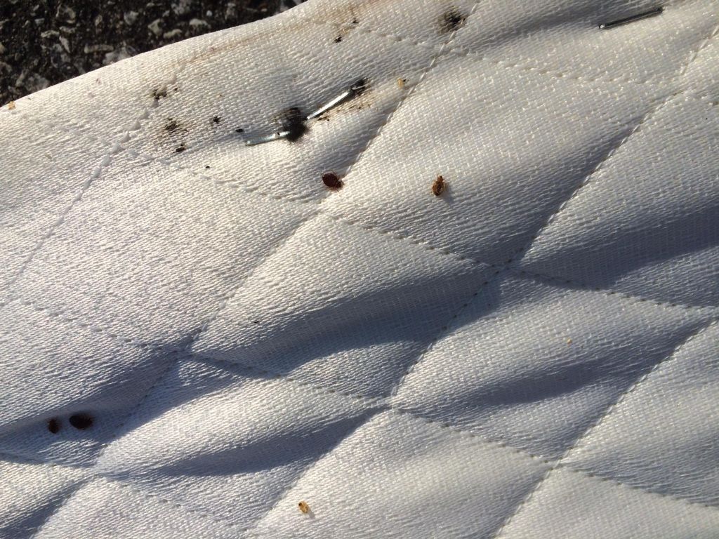 Bed bug covered mattress I treated in February 