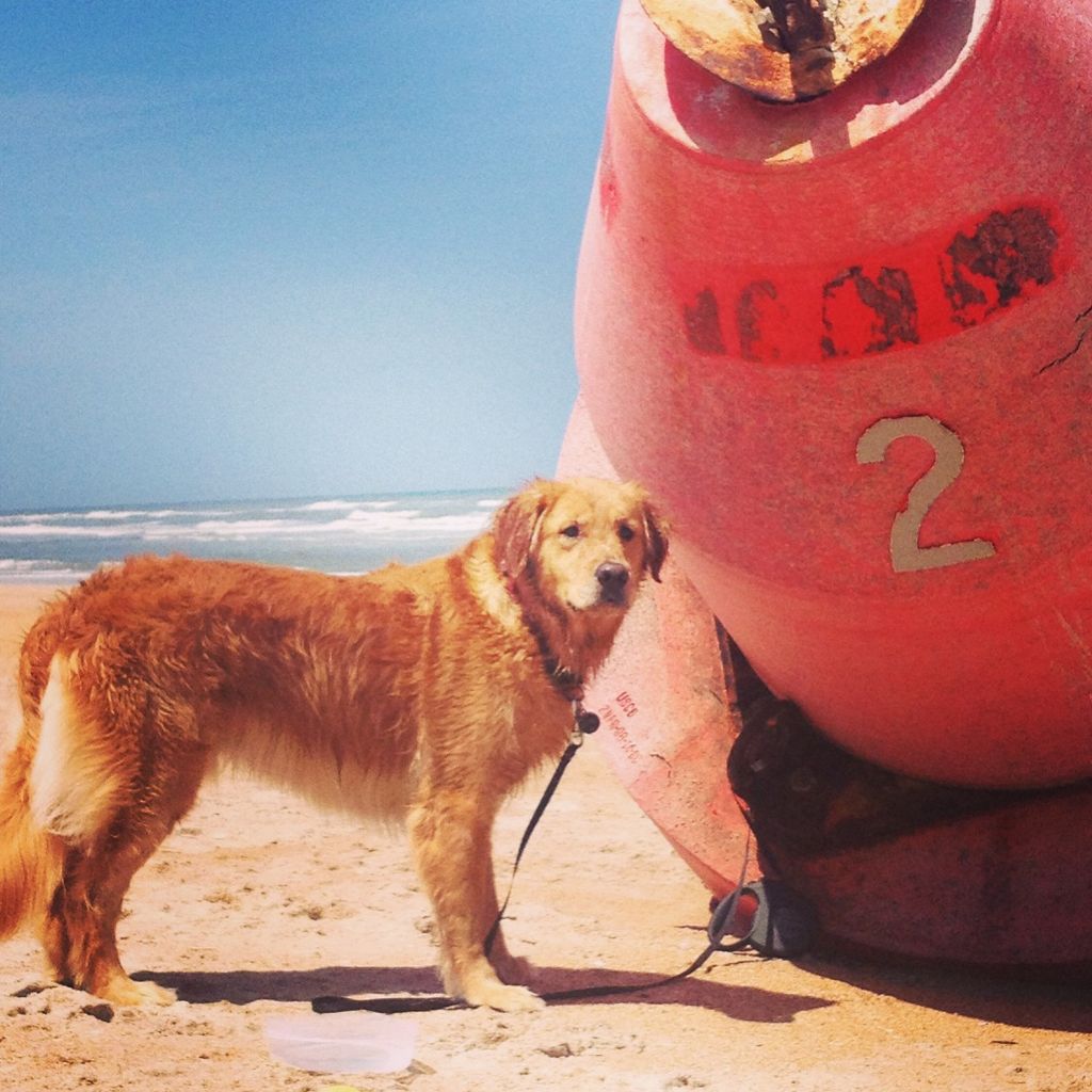 Crimson enjoying his run at Mickler Beach