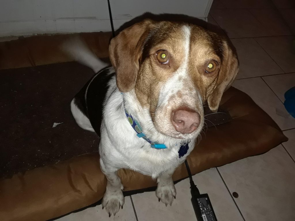 This is my Ringo, my new Boy. He is a "designer do
