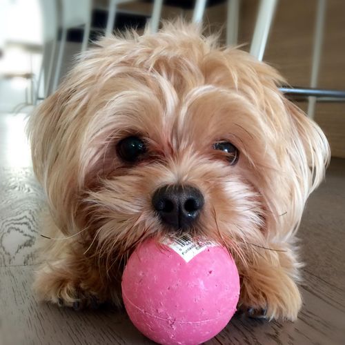 Gigi and her Ball