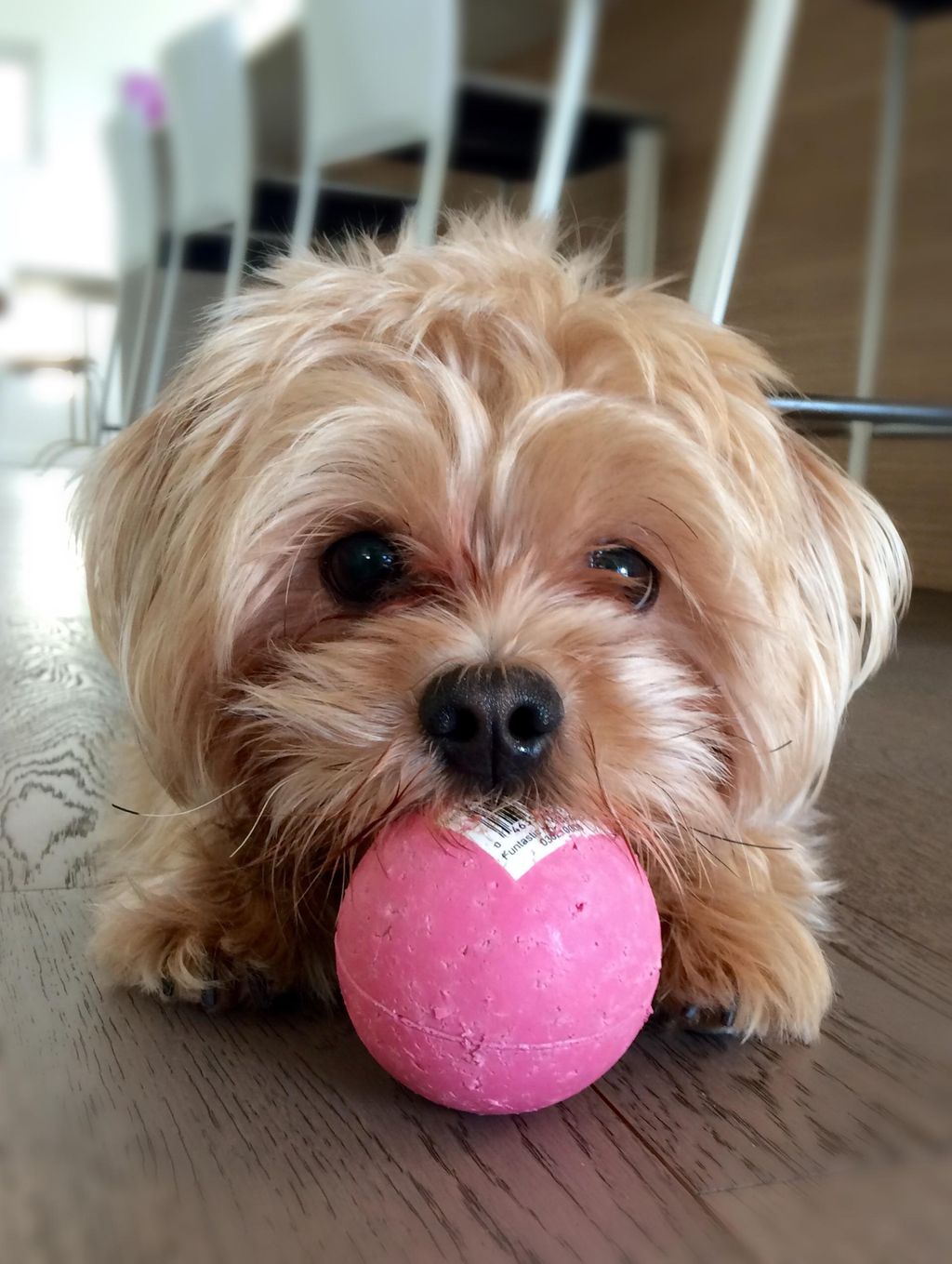 Gigi and her Ball