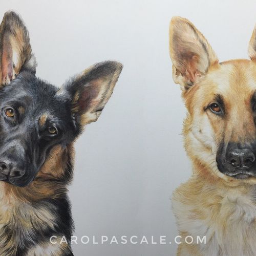 Dog portraits in colored pencil