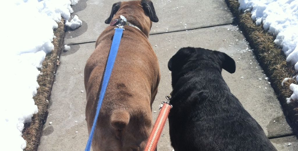 I'm able to handle multiple dogs per walk!